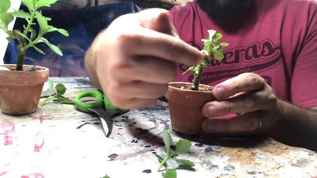 Pruning my Kalanchoe Mame Succulent Bonsai (or) How to Grow Kalanchoe смотреть онлайн