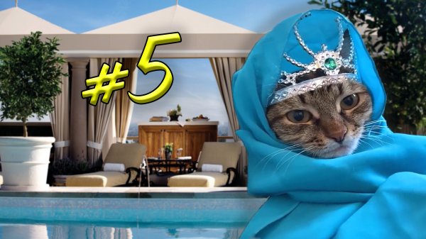 Purrfect #5 (funny cats TikTok) приколы с котами 2022!