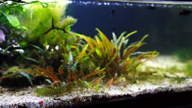 Molly Fish Care and Breeding: Let's Clear up All The Confusion!