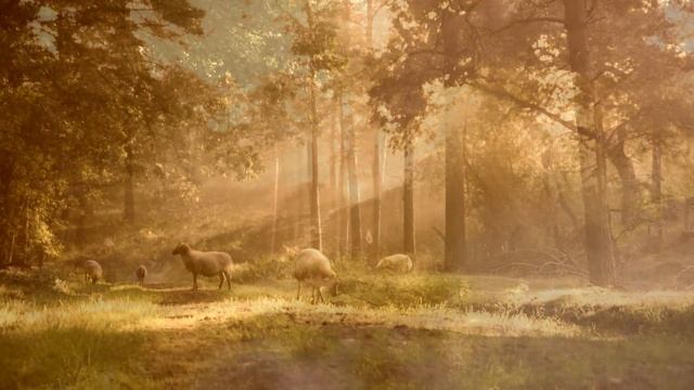 Music for the soul Fairy Forest / Музыка для души. Сказочный лес смотреть онлайн