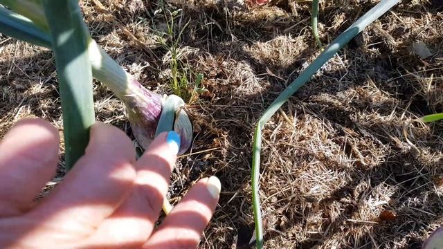 выращиваю лук на репку за один сезон. лук на репку из семян. смотреть онлайн