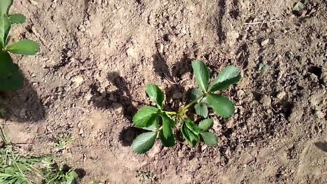 Ремонтантная клубника. Выращивание, уход за ремонтантной клубникой в Сибири и не только. смотреть онлайн