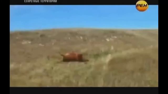 Рептилоиды среди нас  Шокирующие факты