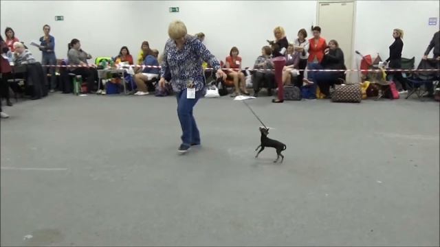 Russian toy NDS2016 Smooth-haired bitches puppy class смотреть онлайн