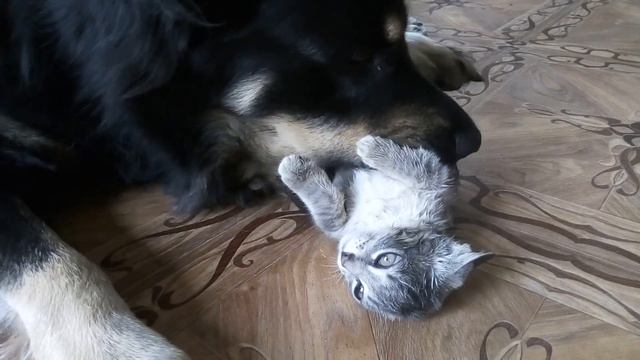 Нянька собака моет котенка) смотреть онлайн