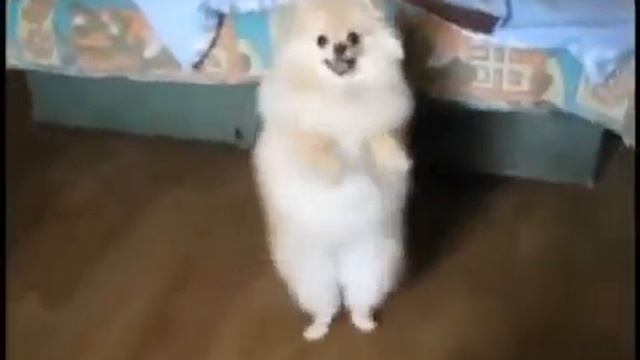 Прикол танцы животных смотреть онлайн