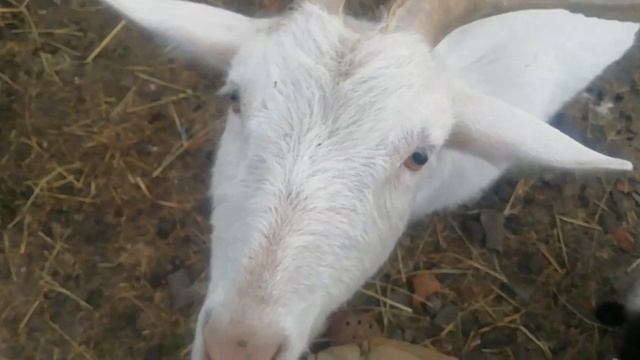 14 января. День рождения у Анатолия. смотреть онлайн