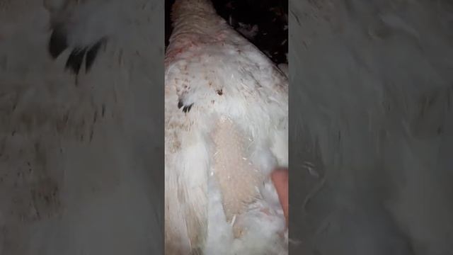Как быстро ощипать гуся. смотреть онлайн