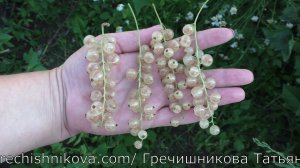 БАЯНА белоплодная смородина гигант по размерам и урожайности