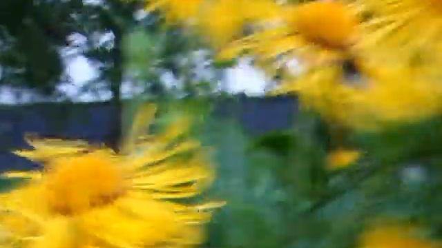 Путешествия с Домашними Питомцами