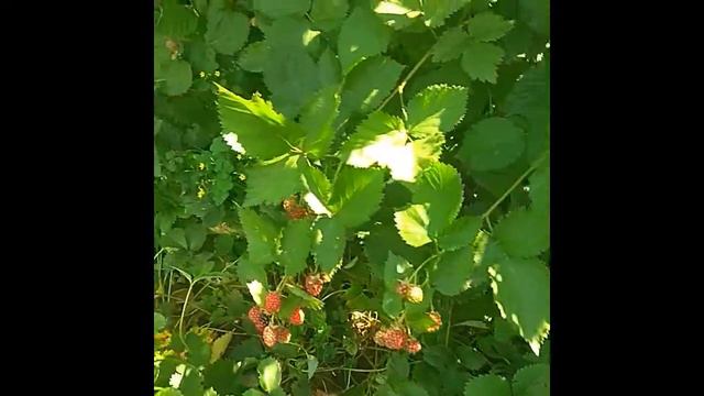 Розмноження ожини. Урожай ожини. Ожина 31.07.2022 смотреть онлайн