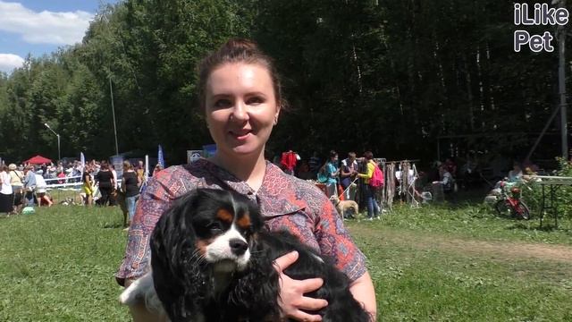 Кавалер-кинг-чарльз-спаниель на ilikepet. Особенности породы, уход смотреть онлайн