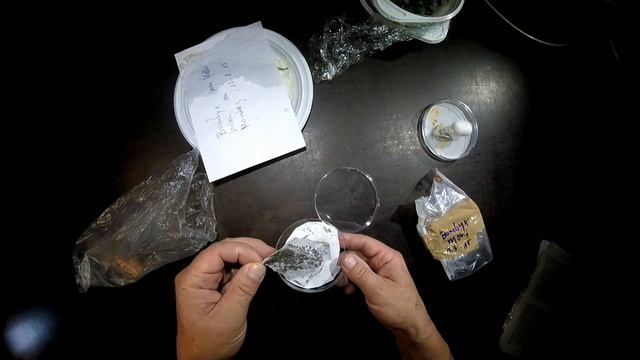 Bombyx mori - the mulberry silk worm - just hatched смотреть онлайн