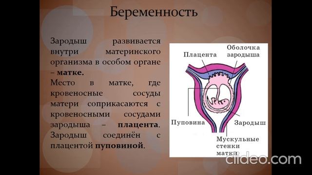 Размножение и развитие млекопитающих смотреть онлайн