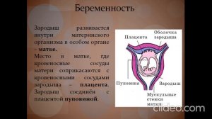 Размножение и развитие млекопитающих