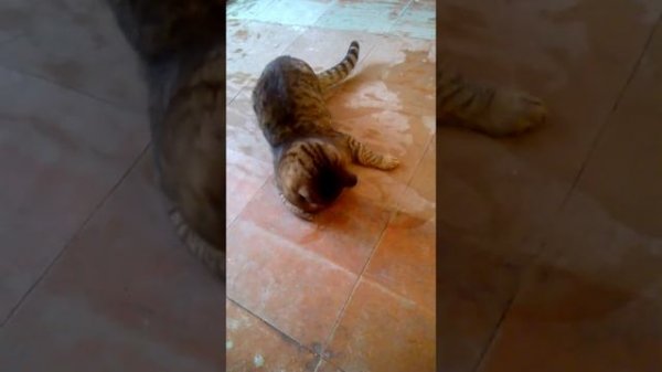 Странное поведение кота! Strange Cat!