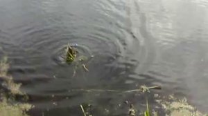 Рыбалка на родном озере. Карась.