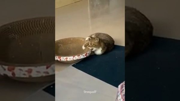 AWW-Funny-Cats-And-Dogs-Memes-2022-Compi_38