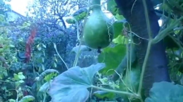 кабачковое дерево смотреть онлайн