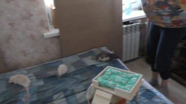 ВЫГУЛ КРЫС ПО СПЯЩЕМУ ЧЕЛОВЕКУ смотреть онлайн