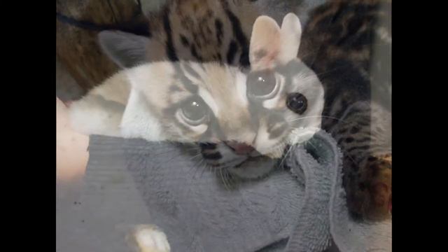 Топ-10 самих милых животных в мире смотреть онлайн