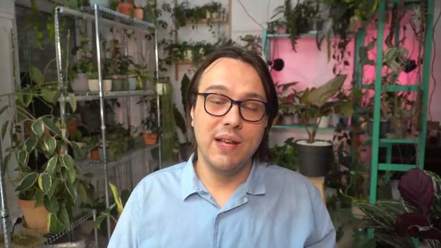 Hoya obovata Blooms! Hoya Spotlight смотреть онлайн