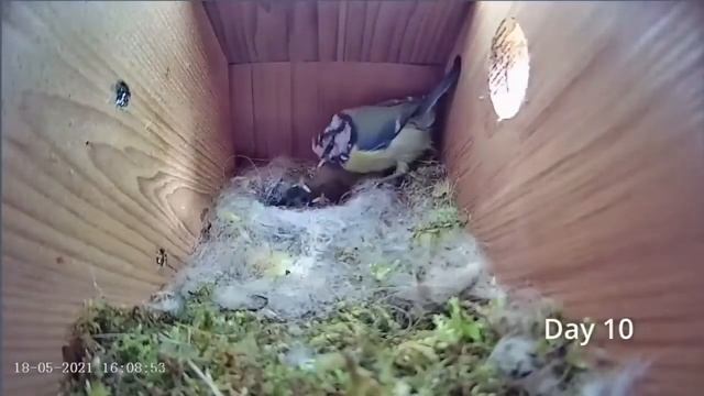 Целая история создания семьи, уюта , обустройства жилья СКВОРЕЧНИК смотреть онлайн