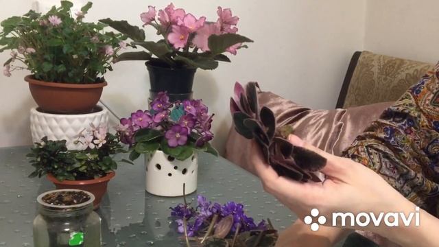 Рутина с ФИАЛКАМИ. Переукореняю на фитиле, омоложение, пасынки, цветоносы. смотреть онлайн