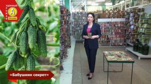 Лучший огурец для холодного лета  "Бабушкин секрет"