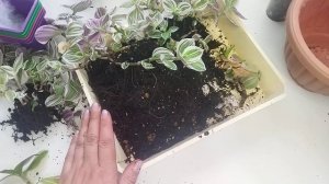 Комнатные цветы ?/ Традесканция белоцветковая/ Отвечаю на вопросы по уходу / Повседневные заботы