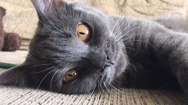 КАК ИГРАТЬ С КОТИКОМ | PLAY WIT THE CAT смотреть онлайн