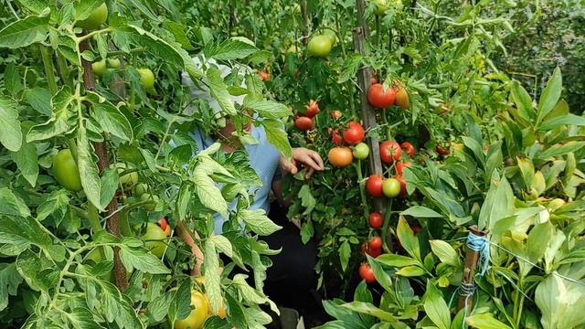Томат Пинк Клер и томат Мануза обзор. смотреть онлайн