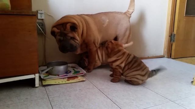 щенки шарпея на продажу 89039636238 смотреть онлайн