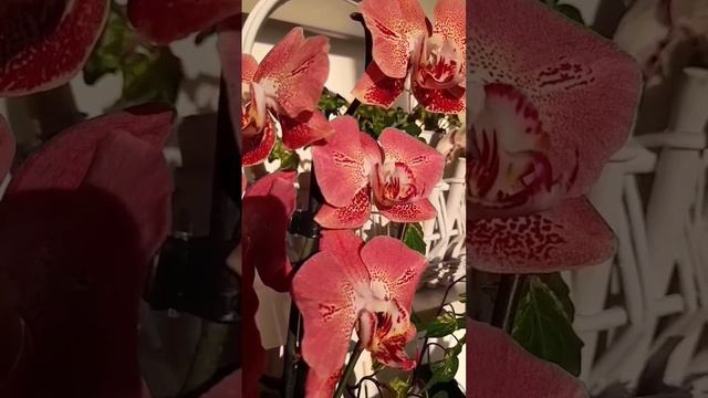 Красавица Леко Фантастик💕 Falenopsis Leko Fantastic смотреть онлайн