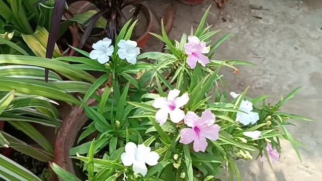 Mexican petunia plant care and propagation|#garden|#oxygengardeningwithRana #plantscare смотреть онлайн