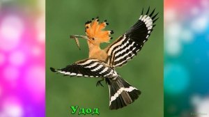 Птицы из мультфильма Angry Birds! В реальной жизни! Изучаем птиц.