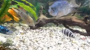 Цихлидник 450 литров.