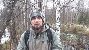 Сабельник болотный - чудо растение восстанавливающее весь организм и иммунитет