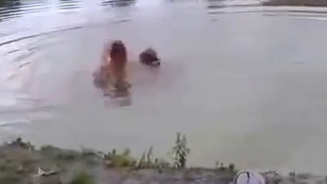 Собака спасатель Смешное видео с животными смотреть онлайн