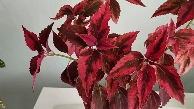 Как прошла зимовка моих колеусов. Февраль 2023 смотреть онлайн