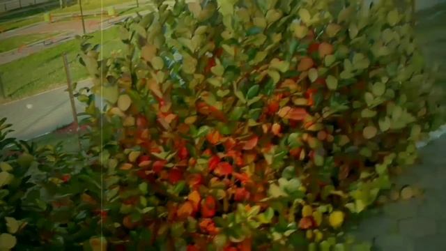 Городская осень (г.о. Рошаль) смотреть онлайн