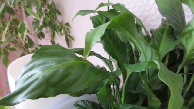 Спатифиллум. Как омолодить и размножить. Особенности ухода.