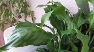 Спатифиллум. Как омолодить и размножить. Особенности ухода.