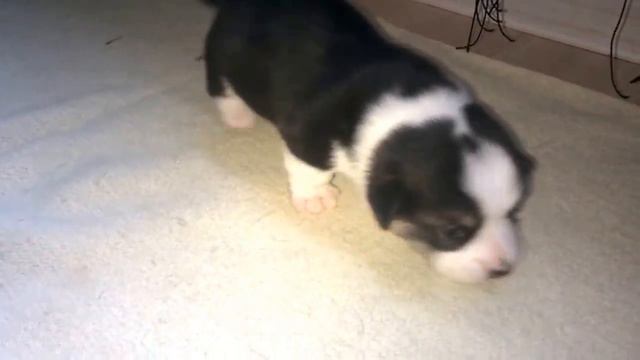 Копия видео "WP 20160921 12 29 50 Pro" смотреть онлайн