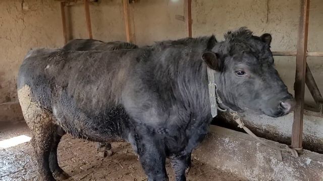 ANGUS BUQALAR SOTILADI +998944477485