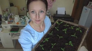 Пикировала помидоры 13 марта 2023 года в фазе трех настоящих листьев. Мне понравилось.