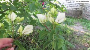 Мои БУГЕНВИЛЛЕИ на даче. Отпуск закончился. Подводим итоги.