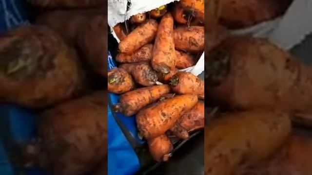 Морковь Абако опт смотреть онлайн