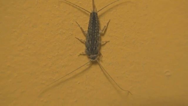 Silverfish loitering 2021 смотреть онлайн