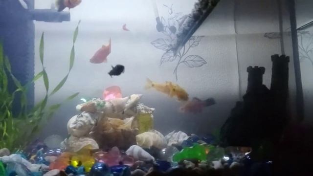 Домик из ракушек смотреть онлайн